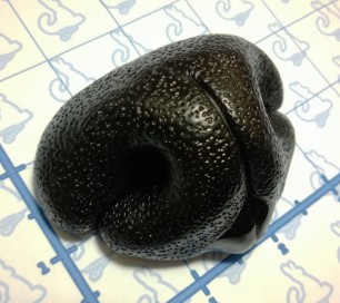Nose - Realistic Canine