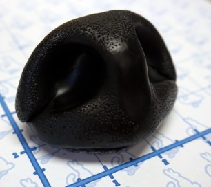 Nose - Ursine