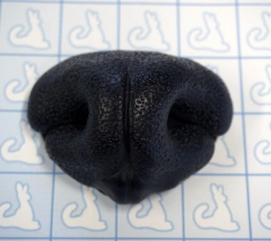 Nose - Realistic Canine - Pre-made (Black)